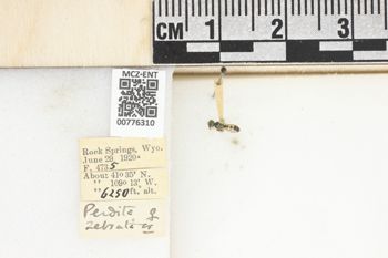 Media type: image;   Entomology 776310 Aspect: Labels